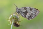 Melanargia galathea