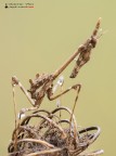 Mimetismo perfetto (empusa pennata) Mimetismo perfetto (empusa pennata)