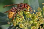 Calabrone in piena azione