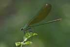 Caleopteryx splendens female