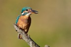 Kingfisher Kingfisher