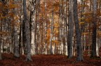 nel bosco autunnale nel bosco autunnale