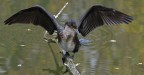 Cormorano a 16/9