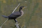 Cormorano in livrea invernale Cormorano in livrea invernale
