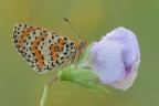 Melitaea-didyma_DSC0473