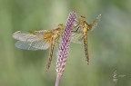Sympetrum flaveolum (Linnaeus 1758) Sympetrum flaveolum (Linnaeus 1758)