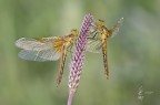 Sympetrum flaveolum (Linnaeus 1758)