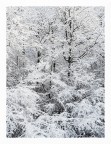 Ricami invernali
