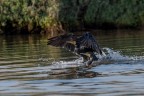 Cormorano Cormorano