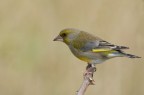 Verdone (Chloris chloris)