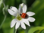 Una coccinella Una coccinella
