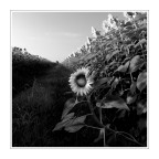 distinguersi... distinguersi...