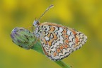 Melitaea phoebe