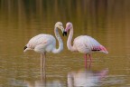 Flamingos in love Flamingos in love