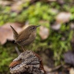 scricciolo scricciolo