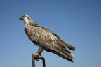 Falco pescatore Falco pescatore