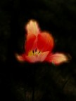 Un tulipano