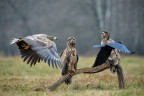 Due aquile coda bianca osservano la loro "collega" inseguire un corvo.