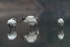 Ibis sacro