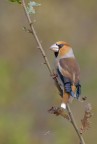 Frosone_DSC5846