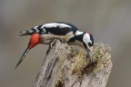 Occhio vivo