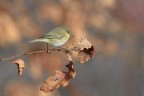 Lui-piccolo_DSC0346