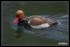 Strano tipo di anatra fotografata lungo il fiume Adda
Canon EOS 300D con EF 100-400L a 400mm