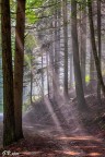 Cercando la luce