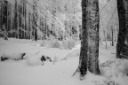 l'ultima nevicata...in BN