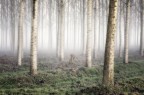 Poplar grove Poplar grove