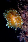 Un nudibranco (lumachina di mare) sorpreso nel suo lento vagare.
Questa specie mi piace particolarmente per la sua colorazione, e non  proprio comune da incontrare. 

Critiche e commenti welcome