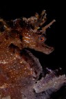 Mi sono recentemente imbattuto in questo esemplare di cavalluccio ramoso (Hippocampus guttulatus); quello che mi ha colpito  la colorazione degli occhi, particolarissima.

Critiche e commenti welcome