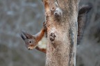 Uno scoiattolo rosso, specie purtroppo sempre pi rara perche soppiantata dallo scoiattolo americano (grigio)