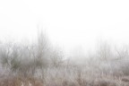 Nebbia e brina Nebbia e brina