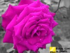 rosa rosa