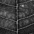 Veins in BN Veins in BN