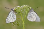 Aporia-crataegi_DSC1715