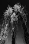 Three trees BN Three trees BN