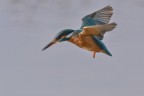 Freccia tricolore