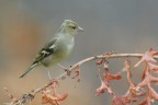 Fringuella_DSC0992