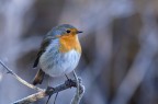 Un pettirosso gonfia le piume su un posatoio brinato