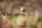 Un boccio di pusatilla ci dice che la primavera  in avvicinamento