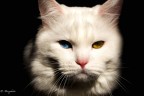Felino Felino