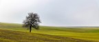 Crete senesi Crete senesi
