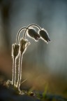 Pulsatilla