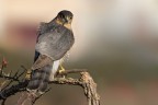 Sparviere (Accipiter nisus) Sparviere (Accipiter nisus)