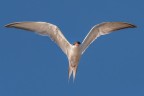 Sterna comune Sterna comune