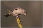 Passero italico femmina Passero italico femmina