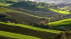 Il verde accecante dei nuovi germogli
consigli e critiche sempre accetti