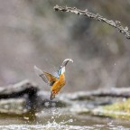 Martin Pescatore2 Martin Pescatore2